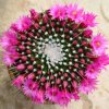 Mammillaria_spinosissima